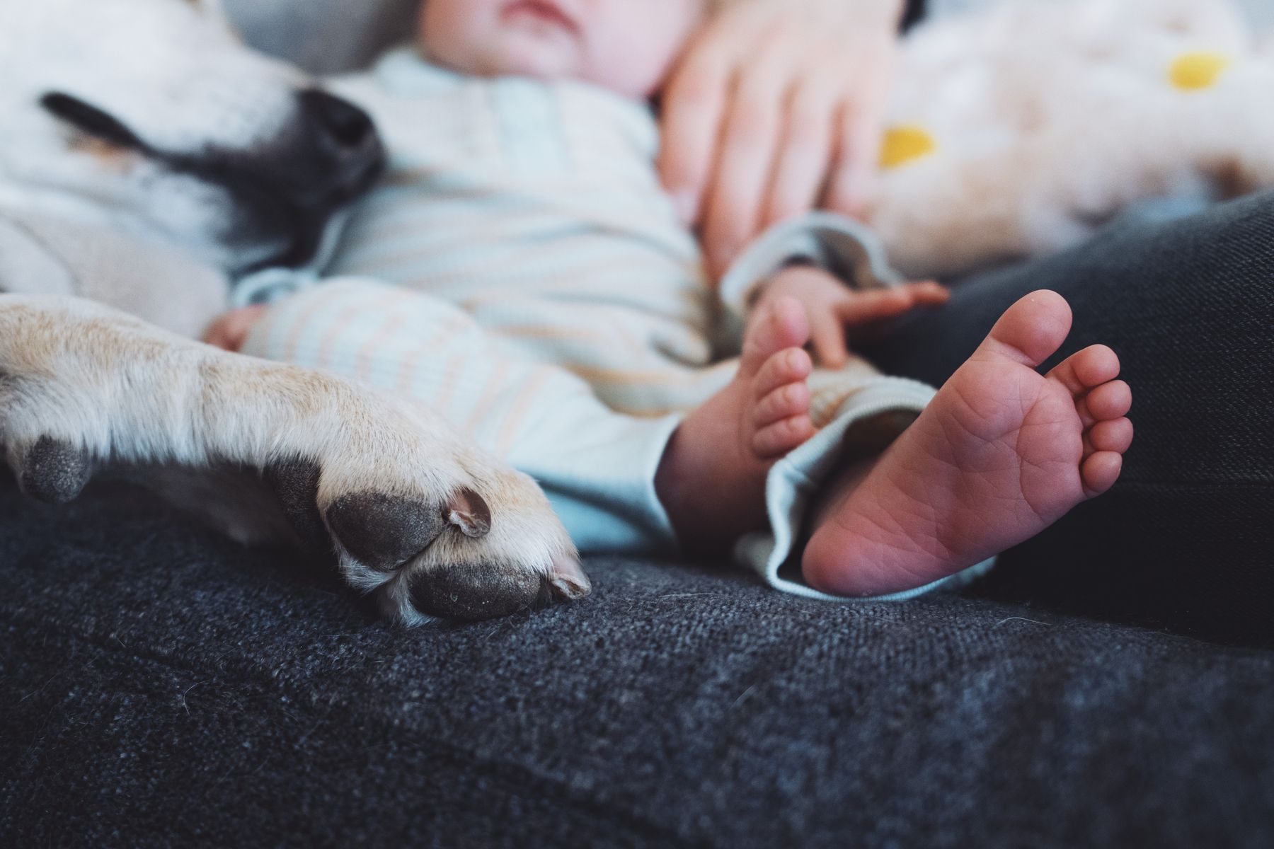 Tiny feet beside the family dog