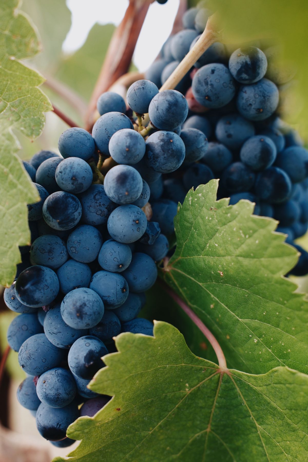 Dark grapes on the vine, Emilia-Romagna